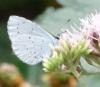 Celastrina argiolus